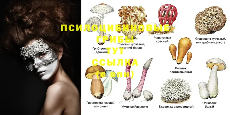 Псилоцибиновые грибы Magic Shrooms  blacksprut ссылки  Зима 